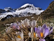 01 Fioriti i Crocus vernus sui pascoli alla Baita del Camoscio (1750 m)